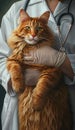 a vet cradles a sweet maine coon cat in her hands gently, providing tender care