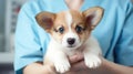 Vet cradles a trusting puppy patient.