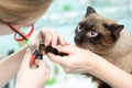 The vet cut the cats claws Royalty Free Stock Photo