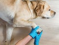 Vet in gloves cuts Claws by white labrador