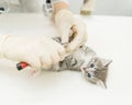Vet cutting cat toenails Royalty Free Stock Photo