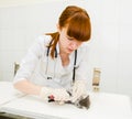vet cutting cat toenails Royalty Free Stock Photo