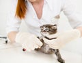 Vet cutting cat toenails Royalty Free Stock Photo