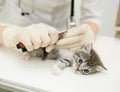 Vet cutting cat toenails Royalty Free Stock Photo