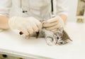 Vet cutting cat toenails Royalty Free Stock Photo