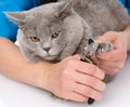 Vet cutting cat toenails. on white background Royalty Free Stock Photo