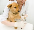 Vet cutting dog toenails