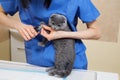 Vet cutting toenails to cute little kitten in veterinary clinic. Royalty Free Stock Photo