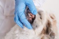 Vet dentist checking dog`s teeth, fluffy angry dog being examined in veterinary clinic, closeup portrait pekingese puppy, doctor Royalty Free Stock Photo