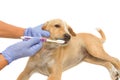 Vet dentist cleaning dog's teeth with toothbrush