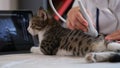 Vet doc checks kidneys of tabby cat with ultrasound machine Royalty Free Stock Photo