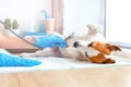 A vet doctor in blue gloves examines a lying obedient dog Jack Russell Terrier