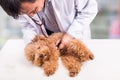 Vet doctor examining cute poodle dog with stethoscope at clinic