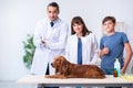 Vet doctor examining golden retriever dog in clinic Royalty Free Stock Photo