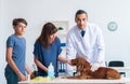 Vet doctor examining golden retriever dog in clinic Royalty Free Stock Photo