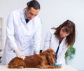 Vet doctor examining golden retriever dog in clinic Royalty Free Stock Photo