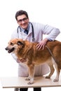 The vet doctor examining golden retriever dog isolated on white Royalty Free Stock Photo