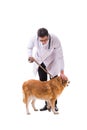 The vet doctor examining golden retriever dog isolated on white Royalty Free Stock Photo