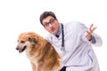 The vet doctor examining golden retriever dog isolated on white Royalty Free Stock Photo