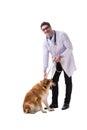 The vet doctor examining golden retriever dog isolated on white Royalty Free Stock Photo