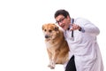 The vet doctor examining golden retriever dog isolated on white Royalty Free Stock Photo