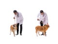 The vet doctor examining golden retriever dog isolated on white Royalty Free Stock Photo