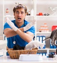 Vet doctor examining kittens in animal hospital Royalty Free Stock Photo