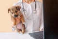 Vet doctor holding puppy and fill pet health record card on laptop . Veterinarian with stethoscope holding puppy in his hands