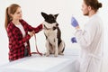 Dog getting checked at vet clinic with thir owner. Royalty Free Stock Photo