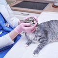 Vet doctor and pet cat in the home kitchen to check the eyesight
