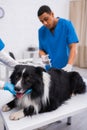 Vet doctor petting border collie near Royalty Free Stock Photo