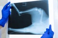 Vet doctor watching x-ray image of dog which jumped from sofa and broke leg Royalty Free Stock Photo