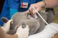 The vet does an ultrasound cat in clinic. Royalty Free Stock Photo