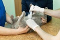 Vet does an ultrasound cat in clinic. Royalty Free Stock Photo