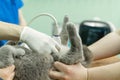 Vet does an ultrasound cat in clinic. Royalty Free Stock Photo