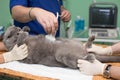 The vet does an ultrasound cat in clinic. Royalty Free Stock Photo