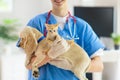 Vet with dog and cat. Puppy and kitten at doctor