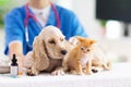 Vet with dog and cat. Puppy and kitten at doctor