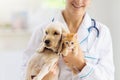 Vet with dog and cat. Puppy and kitten at doctor Royalty Free Stock Photo