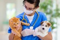 Vet with dog and cat. Puppy and kitten at doctor Royalty Free Stock Photo