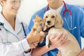 Vet with dog and cat. Puppy and kitten at doctor Royalty Free Stock Photo