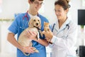 Vet with dog and cat. Puppy and kitten at doctor Royalty Free Stock Photo