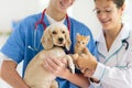 Vet with dog and cat. Puppy and kitten at doctor