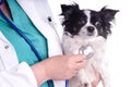 Vet and Dog, Chihuahua Royalty Free Stock Photo