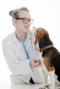 Vet with dog Royalty Free Stock Photo
