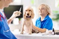 Vet with dog. Puppy at veterinarian doctor Royalty Free Stock Photo