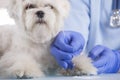 Vet doing acupuncture treatment