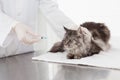 Vet doing injection at a maine coon Royalty Free Stock Photo