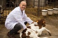 Vet employee taking care of dairy herd in livestock farm Royalty Free Stock Photo