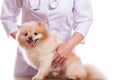 The vet examines the dog breed Spitz.